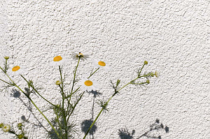 Фасад и баня в стиле 