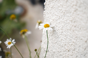 Фасад и баня в стиле 