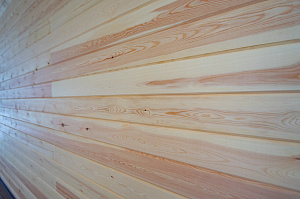 ангарская сосна в сорте ав