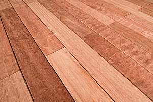 Кемпас — дерево, которое не боится ничего: экзотика с характером на вашей террасе