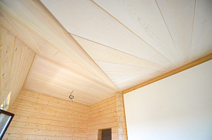 сосна ангарская