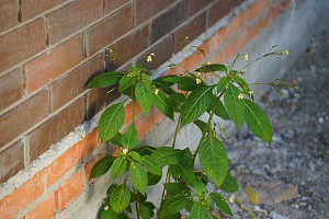 Преображение газобетонного дома: Фальцевая кровля и клинкерный фасад в КП 