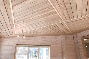 лиственница сорт прима