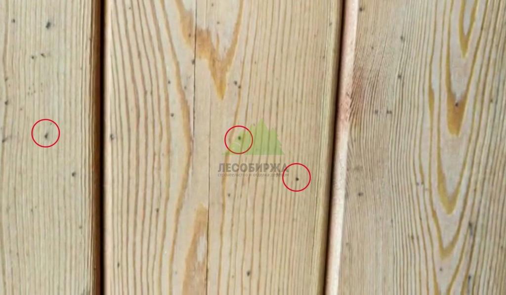 Черные точки на дереве