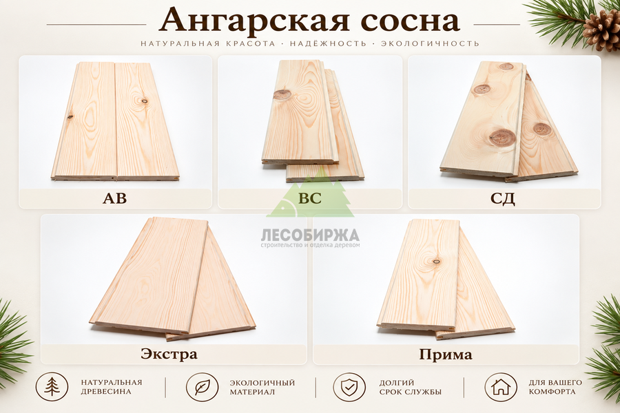 Сортность ангарской сосны