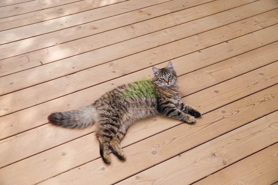 терраса из термососны