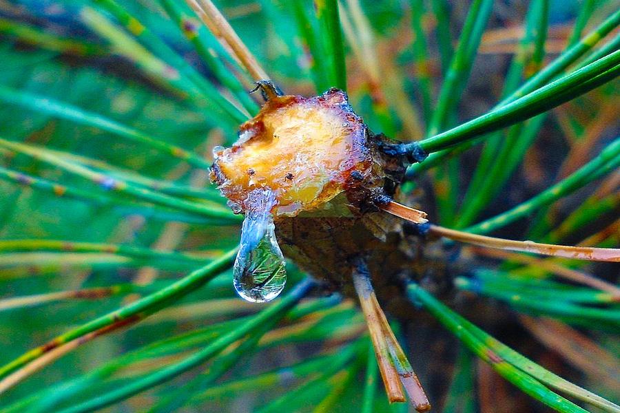 смола хвойных деревьев