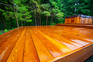 Как защитить лиственницу: рабочие схемы для северо-западного климата без мифов и компромиссов